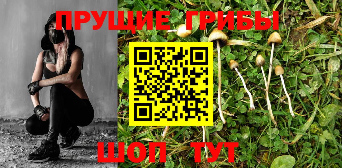 Галлюциногенные грибы Cubensis Чайковский